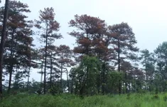 Lâm Đồng: 52 cây thông ba lá bị khoan lỗ đổ hóa chất đầu độc