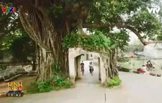 Độc đáo cây đa ôm trọn cổng làng ở Hà Nội