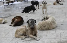 Thổ Nhĩ Kỳ đau đầu về cách xử lý 4 triệu chú chó hoang