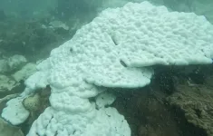 Côn Đảo tái diễn hiện tượng san hô bị tẩy trắng