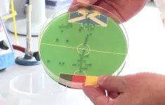 Vi khuẩn dự báo kết quả bóng đá