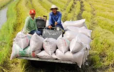 Giá xuất khẩu gạo tăng mạnh, doanh nghiệp có hết lo?