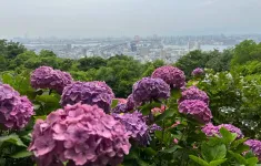 Lễ hội cẩm tú cầu - nét đẹp mùa mưa Nhật Bản