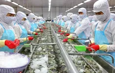 Trung Quốc trở thành thị trường tiêu thụ tôm lớn nhất của Việt Nam