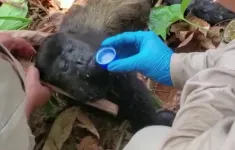 Hơn 200 con khỉ chết vì nắng nóng thiêu đốt ở Mexico