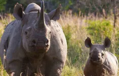Nam Phi thử nghiệm công nghệ hạt nhân bảo vệ tê giác
