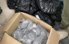 Phá chuyên án, thu giữ 179 kg ma túy qua đường hàng không từ Đức về Việt Nam