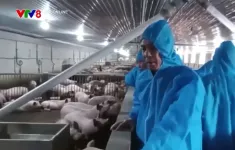 Xử lý trang trại lợn công nghệ cao gây mùi hôi thối