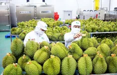 Làm thế nào để "vua" trái cây Việt giành ngôi vương tại thị trường Trung Quốc?