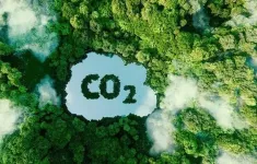 Có rừng là có tín chỉ carbon?