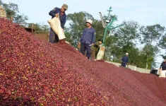 10 thị trường xuất khẩu cà phê của Việt Nam có kim ngạch trên 100 triệu USD