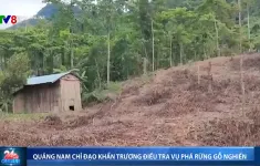 Quảng Nam: Chỉ đạo khẩn trương điều tra vụ phá rừng gỗ nghiến