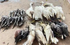 Hàng triệu cá thể chim bị săn bắt và buôn bán để làm thức ăn mỗi năm tại Việt Nam