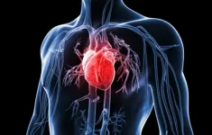 Hình ảnh 3D chi tiết đầu tiên về trái tim người