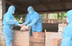 Cấp bách phòng chống dịch tả lợn châu Phi