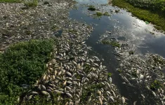 Cá chết phủ trắng sông ở Sao Paulo, Brazil