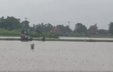 Nam Định, Ninh Bình mưa lớn gây ngập úng gần 50.000 ha lúa mùa