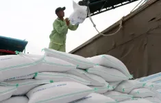 Xuất khẩu gạo dự báo khởi sắc cuối năm