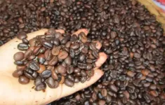 Giá cà phê Robusta lại lập kỷ lục