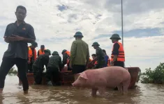 Người dân Văn Giang (Hưng Yên) xuyên đêm “chạy lợn” khỏi vùng lụt