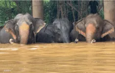 Thái Lan sơ tán hàng trăm con voi trong lũ lụt nghiêm trọng