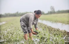 Long An: Mưa lớn kéo dài khiến hàng trăm hécta lúa và hoa màu bị mất trắng