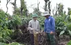 Lo trộm cắp, nông dân thuê người canh gác vườn cà phê