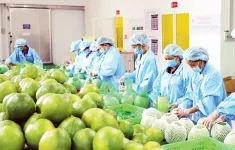 Nhiều doanh nghiệp nông sản đã có đơn hàng của năm 2025