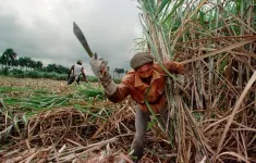 Khủng hoảng lương thực tại Cuba, ngành mía đường giảm sản lượng chưa từng thấy