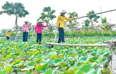 Kiên Giang đẩy mạnh phát triển du lịch nông nghiệp