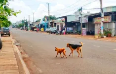 Bé gái 4 tuổi tử vong, 10 người có nguy cơ mắc bệnh dại do chó cắn