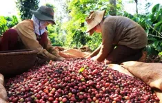 Giá cà phê Arabica tăng kỷ lục