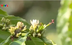 Buôn làng Tây Nguyên khởi sắc