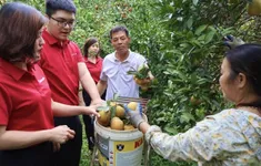 Mùa vàng bội thu trên đất Cao Phong