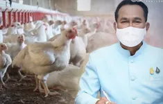 Thái Lan cảnh báo virus cúm gia cầm A (H5N1) lây sang động vật có vú