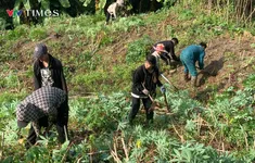 Nông dân Lai Châu gặp khó vì giá sắn xuống thấp