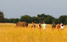 Đi dạo cùng tê giác: Xu hướng du lịch mới ở Zimbabwe