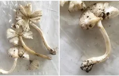 Cảnh báo: Suy gan, thận do ngộ độc nấm