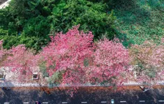 Rực rỡ đường hoa kèn hồng