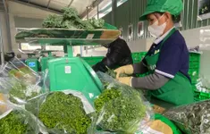Kiểm soát chất lượng nông sản với tick xanh "trách nhiệm"