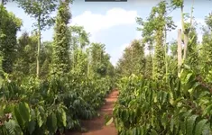 Nâng cao chất lượng hồ tiêu Việt Nam