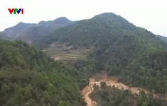 Tái sinh rừng bằng quả pháo hạt giống