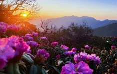 Lai Châu tháng ba rực rỡ mùa đỗ quyên