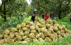 Giữ vững thị trường xuất khẩu cho nông sản Việt