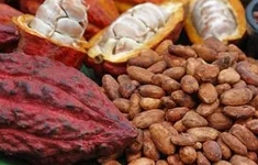 Giá ca cao tăng kỷ lục