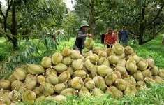 Điều chỉnh quy trình canh tác sầu riêng để kiểm soát cadimi