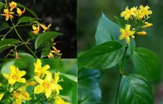 Kịp thời cứu sống bệnh nhân ngộ độc lá ngón