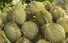 Làm gì để "chặn đà" sụt giảm xuất khẩu trái cây?