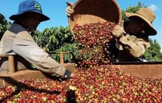 Giá cà phê tiếp tục lập kỷ lục