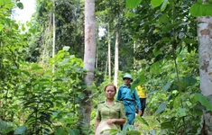 Giá trị từ rừng ở Sơn La: Hiệu quả của nguồn thu dịch vụ môi trường